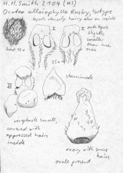 Vorschaubild Ocotea alloiophylla Rusby